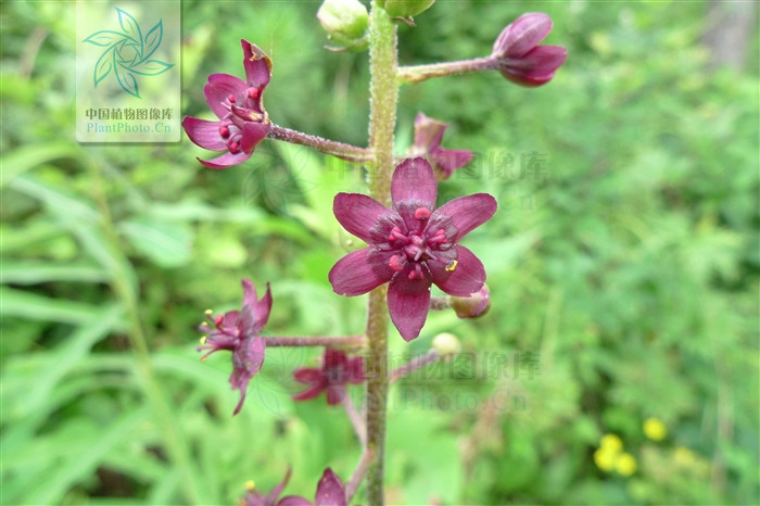  p>毛穗藜芦 i>(veratrum maaekii) /i>,又称马氏葵芦,是 a href="#"