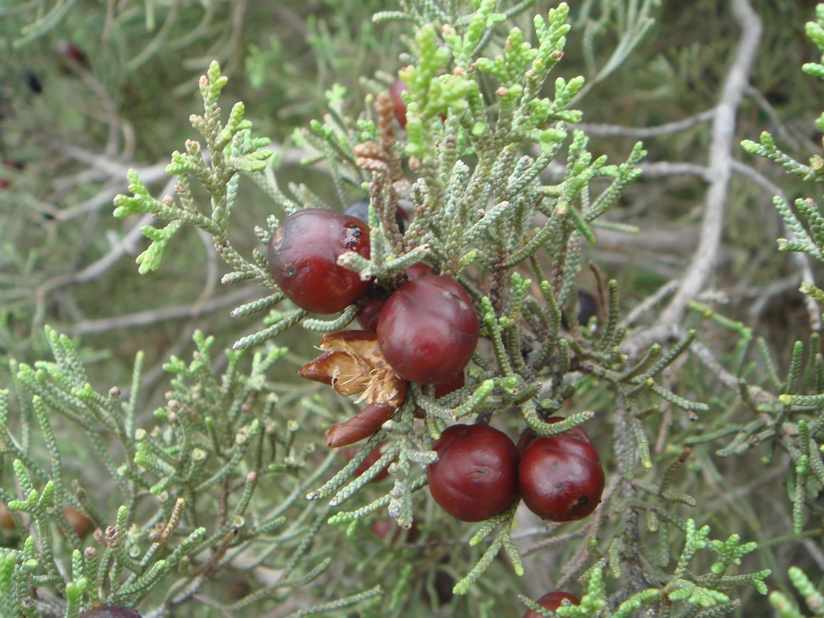 juniperus phoenicea