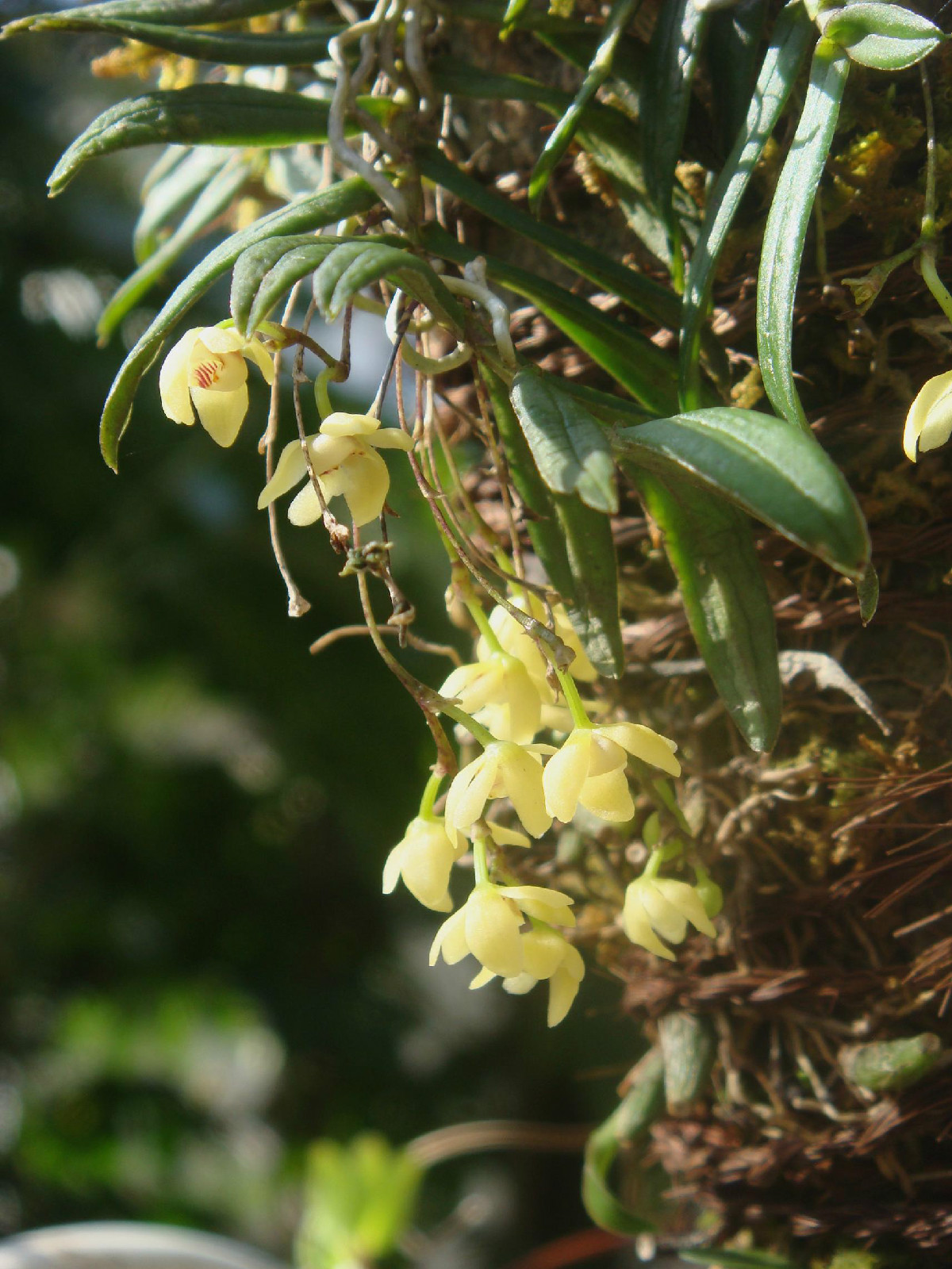  p>小叶白点兰(学名: i>thrixspermum japonicum /i>  (miq.) rchb.