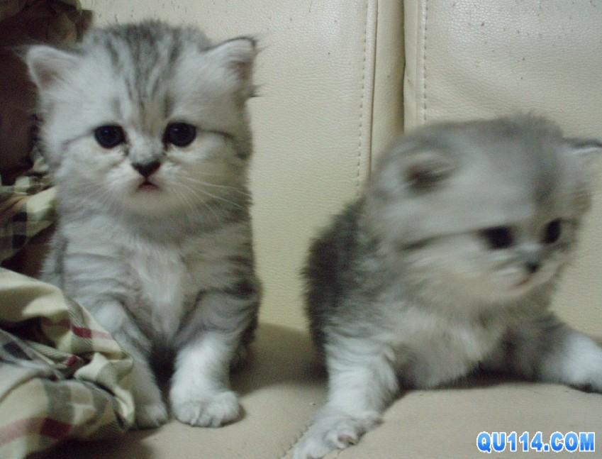  p>短尾绒鼠属于哺乳类啮齿豪猪亚目 a href="#">南美洲栗鼠 /a>科