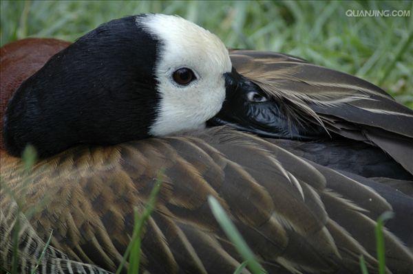  p>树鸭属(学名: i>dendrocygna /i>)为 a href="#">雁形目 /a>鸭科的