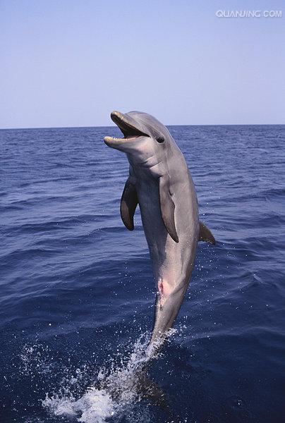 尖嘴海豚