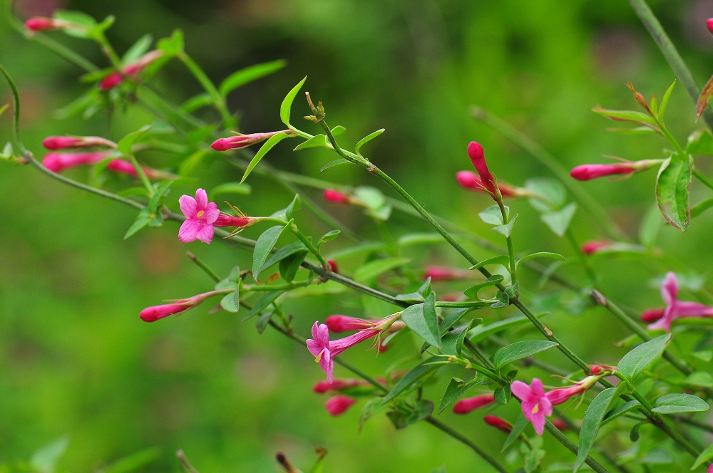  p>红素馨(学名: i>jasminum beesianum  /i>forrest et diels)是木犀