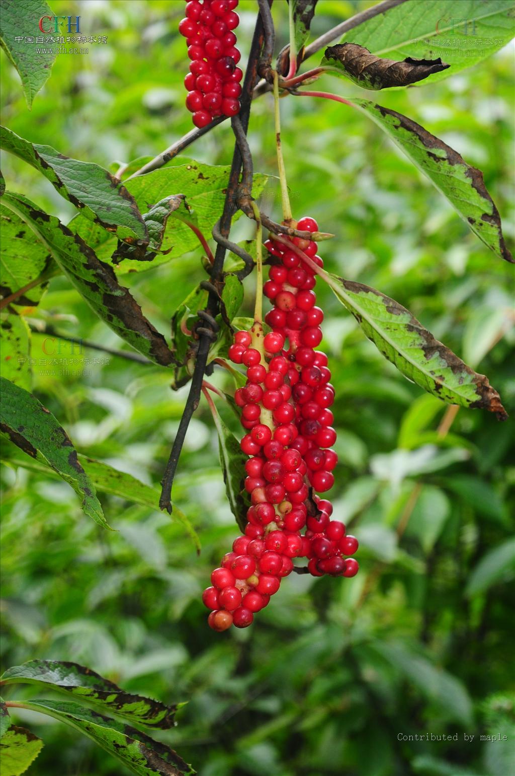  p>五味子为木兰科植物五味子schisandra chinensis (turcz.)baill.