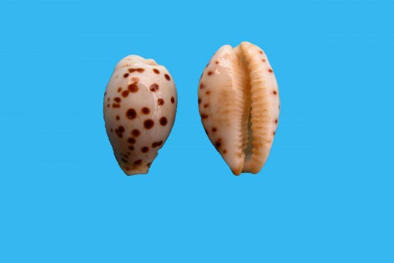 因为腹足类都有一个螺旋形贝壳包围着身体,所以也称单壳类,这是同蚌类