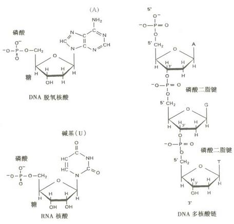 核苷酸结构简式图片