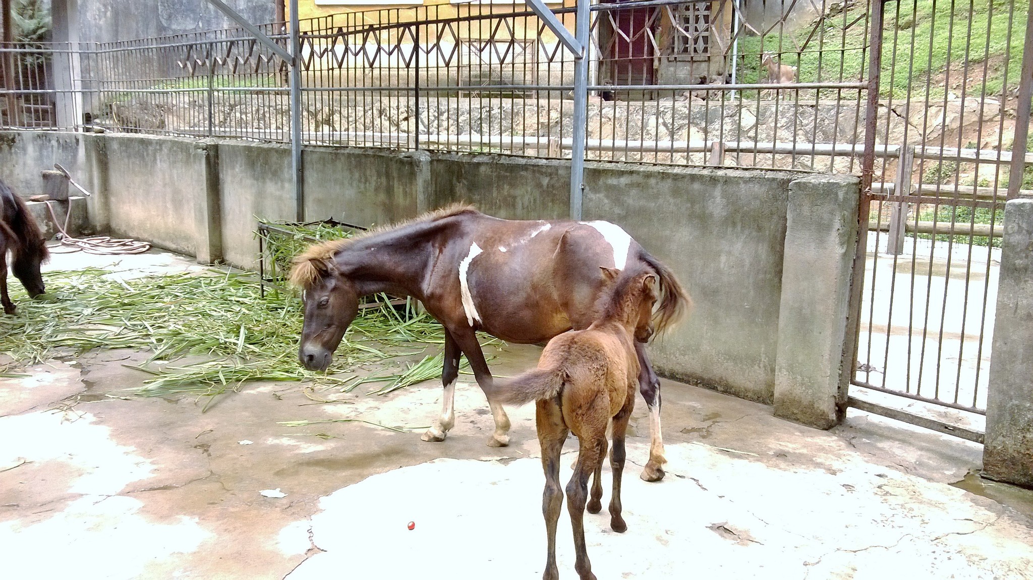 南平九峰山动物园