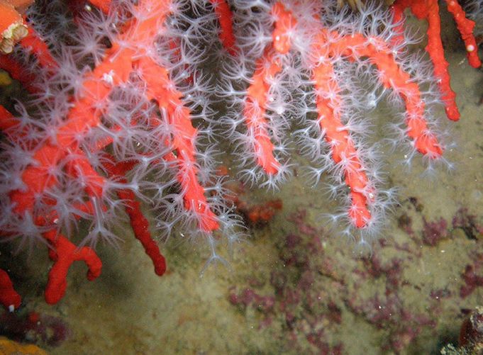 红珊瑚
