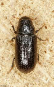  p>昆虫名,为鞘翅目,小蠹科.