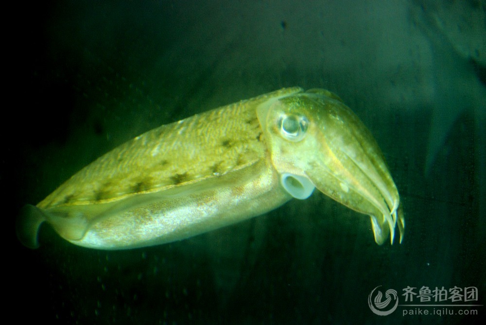  p>乌贼本名乌鲗,又称花枝, a href="#" data-lemmaid="1124307">墨斗