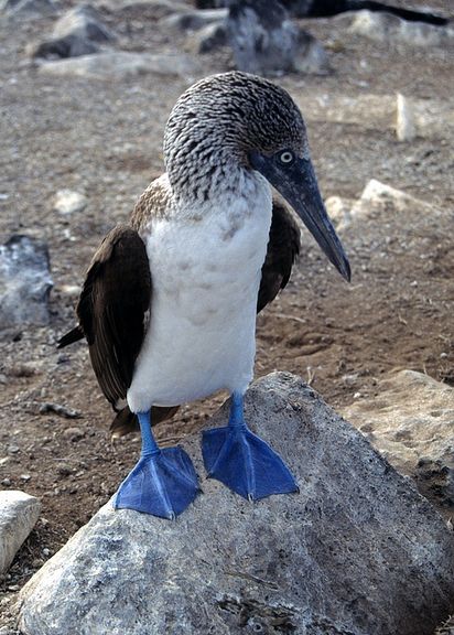 blue-footed booby
