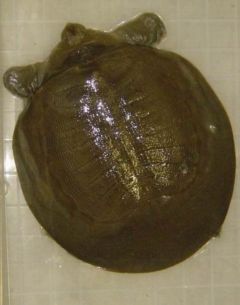  p>印度小头鳖 俗名别名: 纹背鳖 英文名: narrow-headed softshell