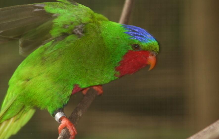  p>红耳绿吸蜜鹦鹉(学名:glossopsitta concinna)羽色鲜艳,主要以花粉