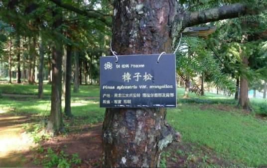 樟子松种子园-内W8533_百度百科