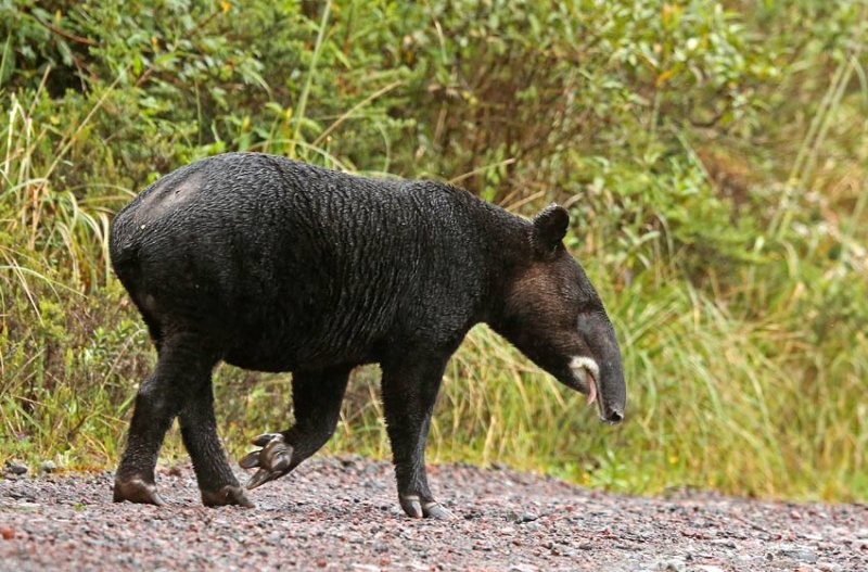  p>山貘(学名: i>tapirus pinchaque /i>):身上生有一层卷毛,有时又被