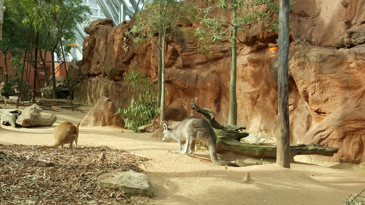 悉尼野生动物园