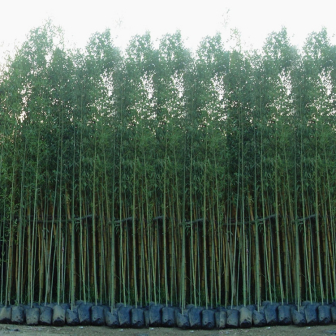 刚竹（禾本科刚竹属植物）_百度百科