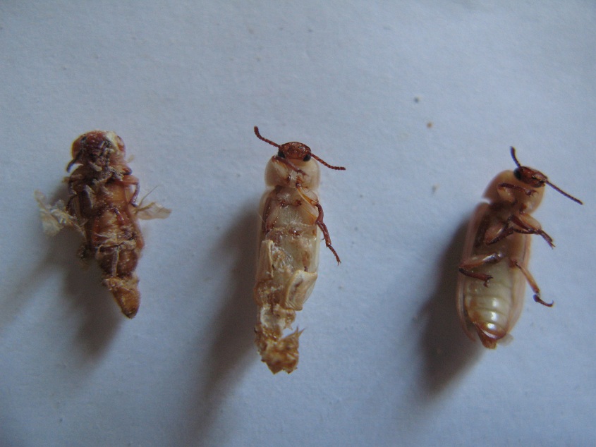  p>黄粉虫俗名面包虫,为鞘翅目拟步行科粉甲属的昆虫.