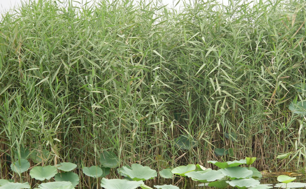  p>芦苇属(学名:phragmites)是禾本科下属一类植物,有10余种,分布于