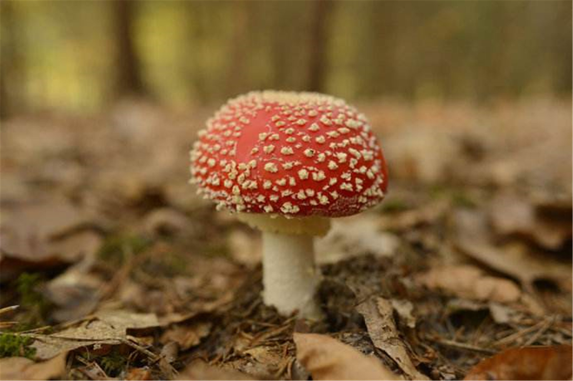  p>毒蝇伞(学名:amanita muscaria),又称毒蝇鹅膏菌,蛤蟆菌·毒蝇蕈