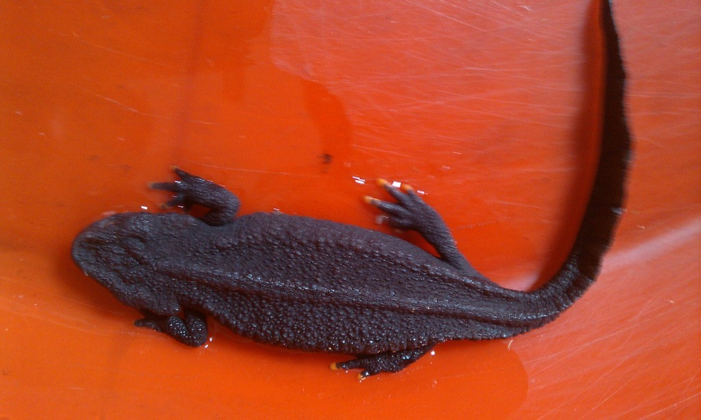 andrias davidianus davidianus