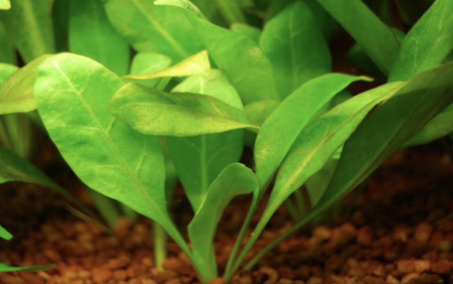 是报春花科水茴草属植物,一年生草本,全株无毛,具多数纤维状须根;茎