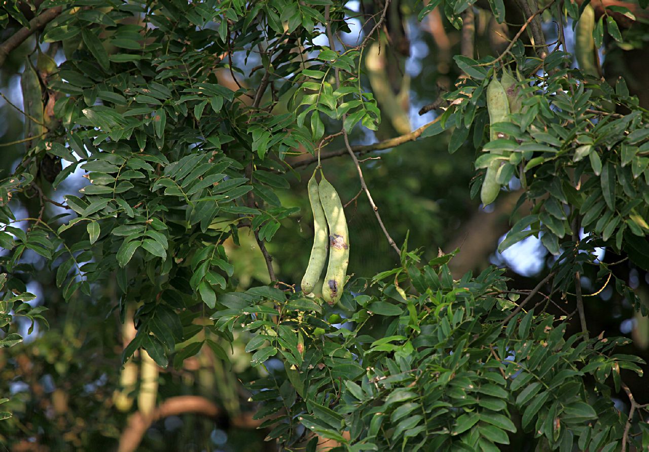伍佑古皂荚树