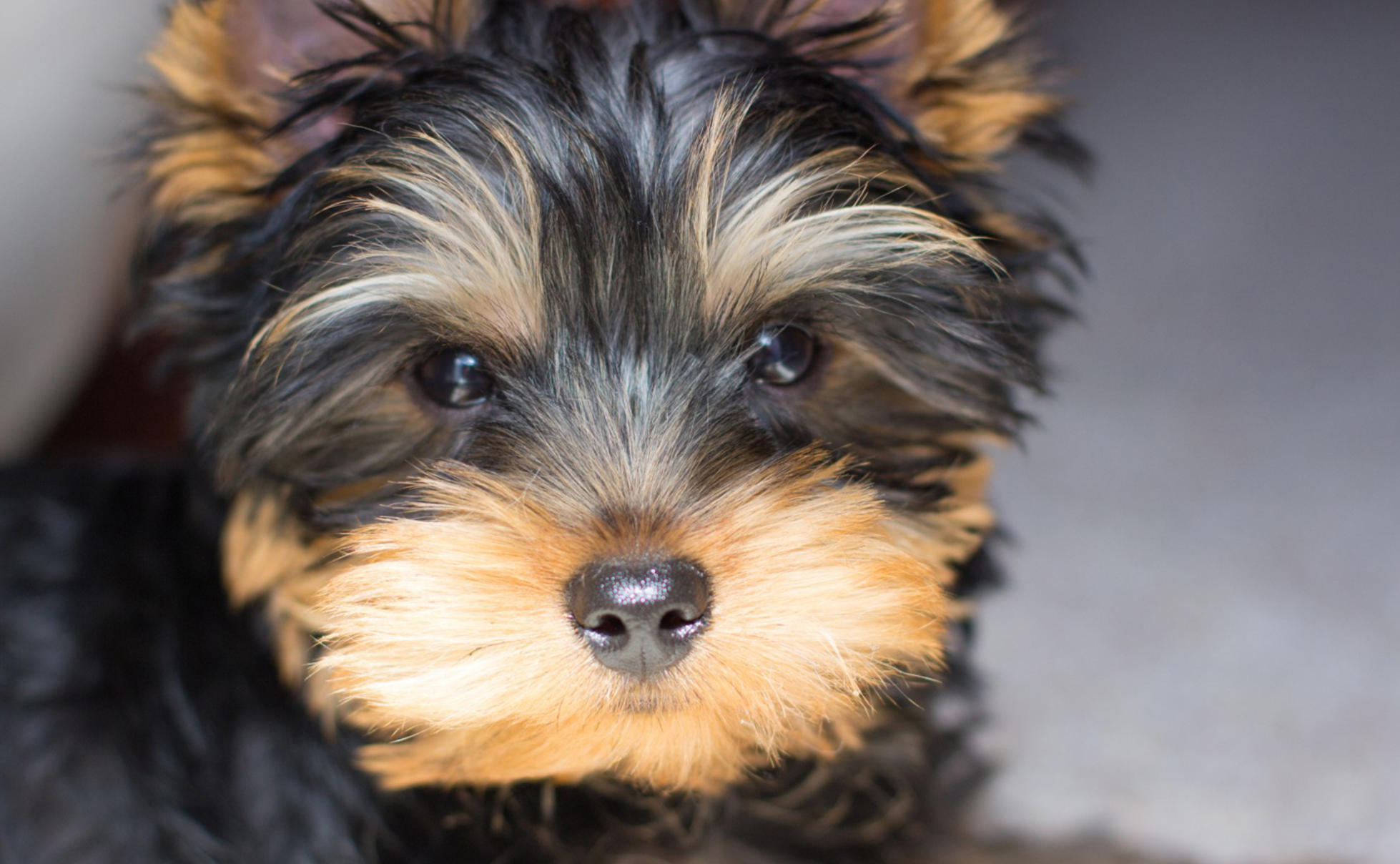  p>澳大利亚梗(australianterrier)又叫 a href="#" data-lemmaid="