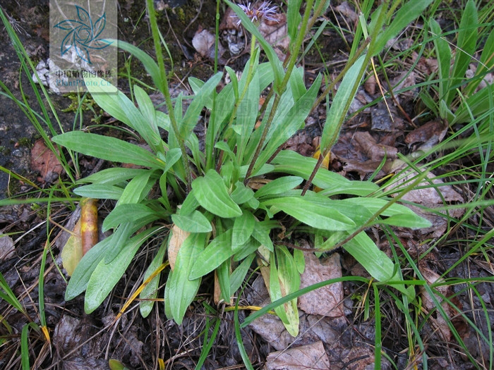 erigeron breviscapus