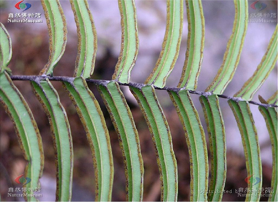 蜈蚣草(原变型)