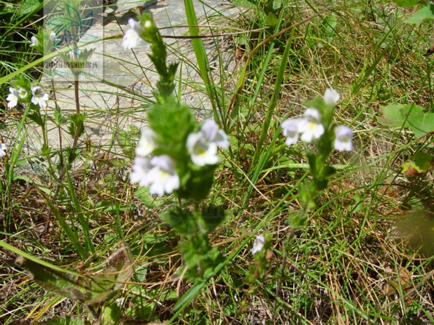 euphrasia