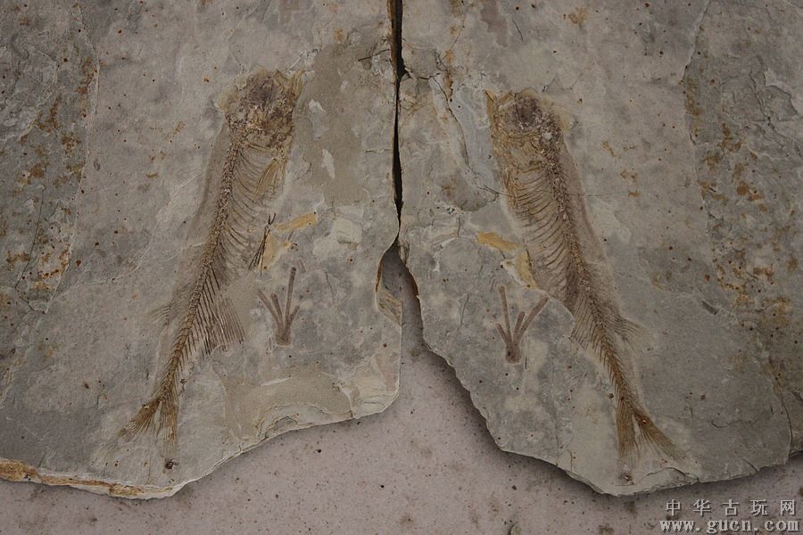  p>甲胄鱼生活在距今4亿多年到5亿年间的古生代时期.