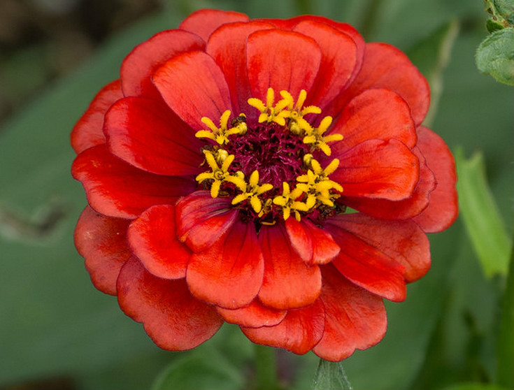  p>百日菊(学名: i>zinnia elegans /i>  jacq.):一年生草本.