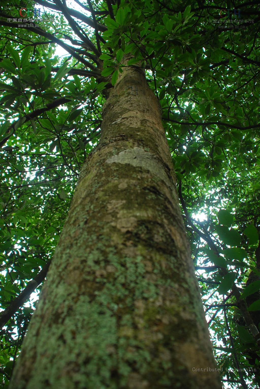 而形成近顶生的 a target="_blank" href="/item/伞房花序/798975"