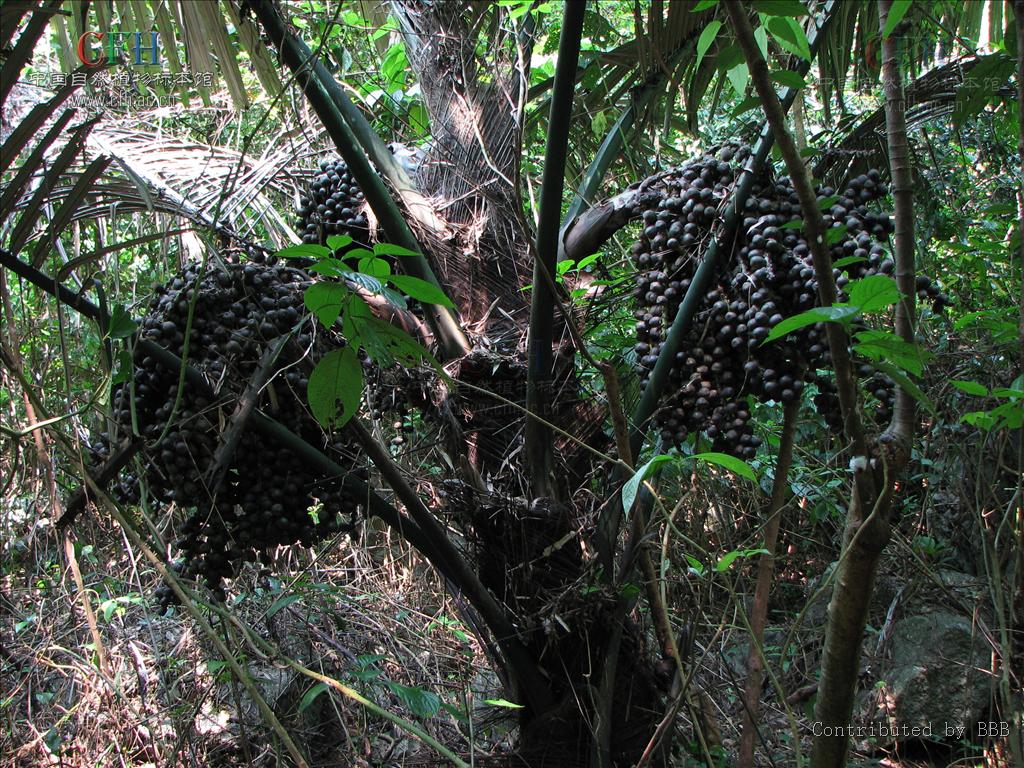  p>桄榔属(学名:arenga labill.