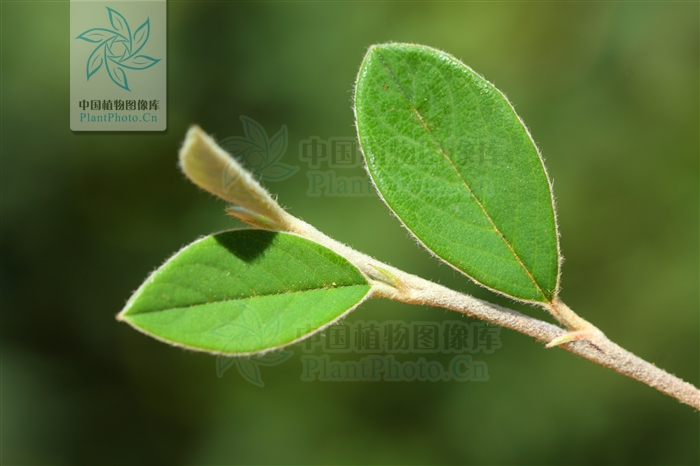  p>厚叶栒子(学名: i>cotoneaster coriaceus /i> franch.