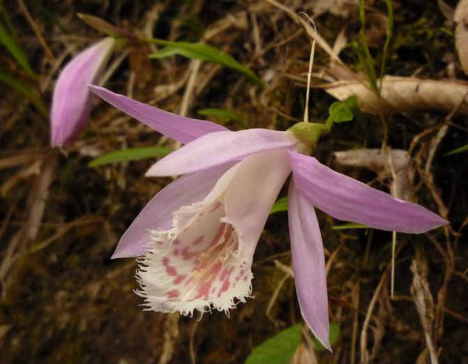  p>小白及(学名: i>bletilla formosana  /i> (hayata) schltr.
