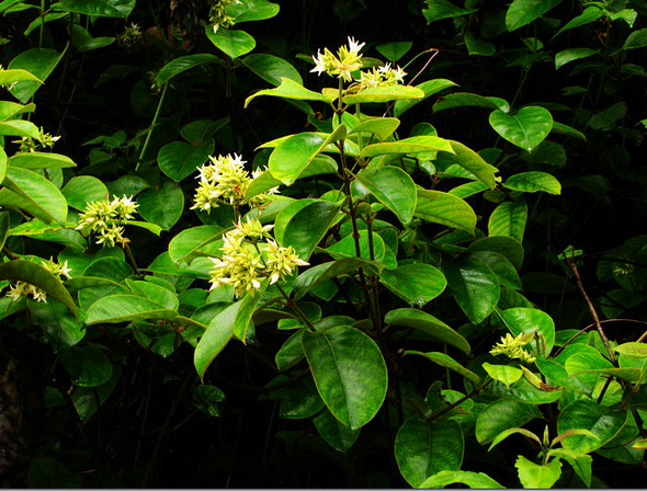  p>云南香花藤(aganosma harmandiana pierre),是 a target="_blank"