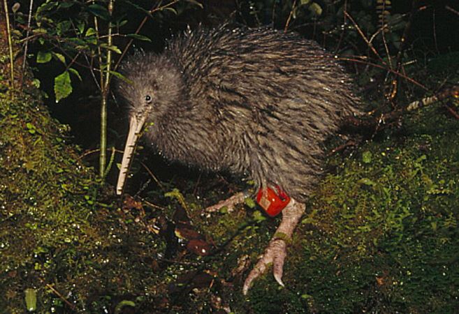 okarito brown kiwi