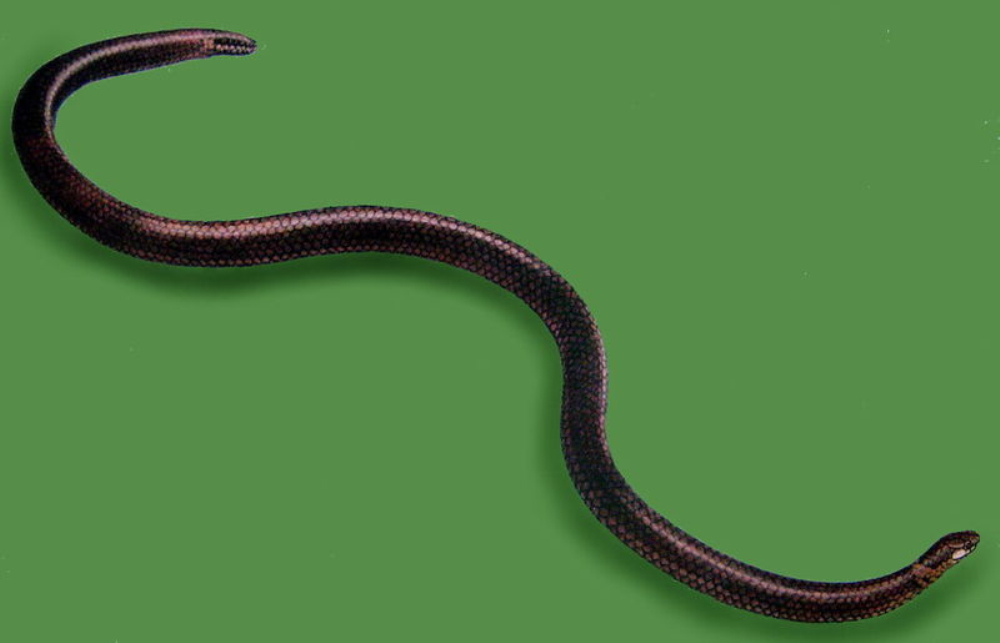 calamaria  septentrionalis