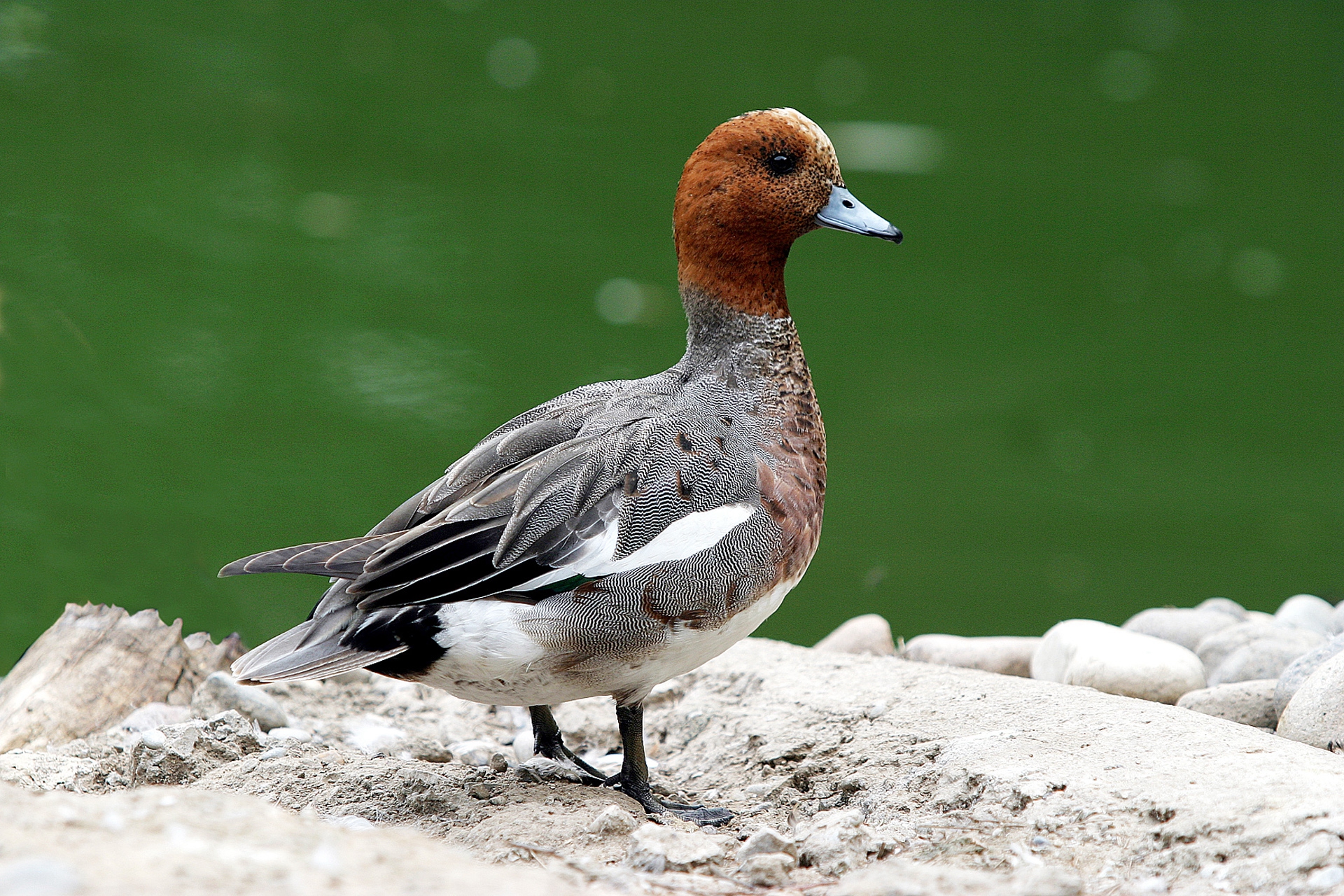 eurasian wigeon