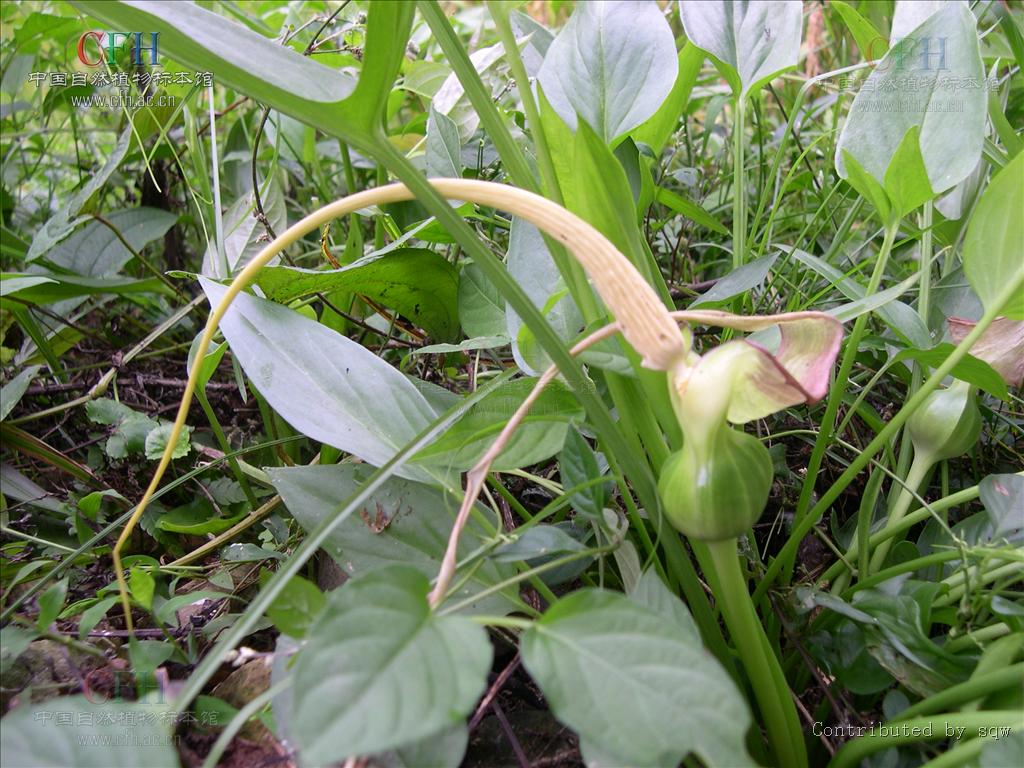  p>犁头尖属(学名:typhonium)是 a target="_blank" href="/item