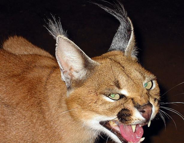 caracal caracal