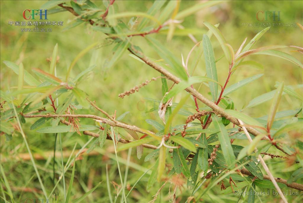 riparia lour.和 h. pseudoverticillata merr. 2种,产云南,广西