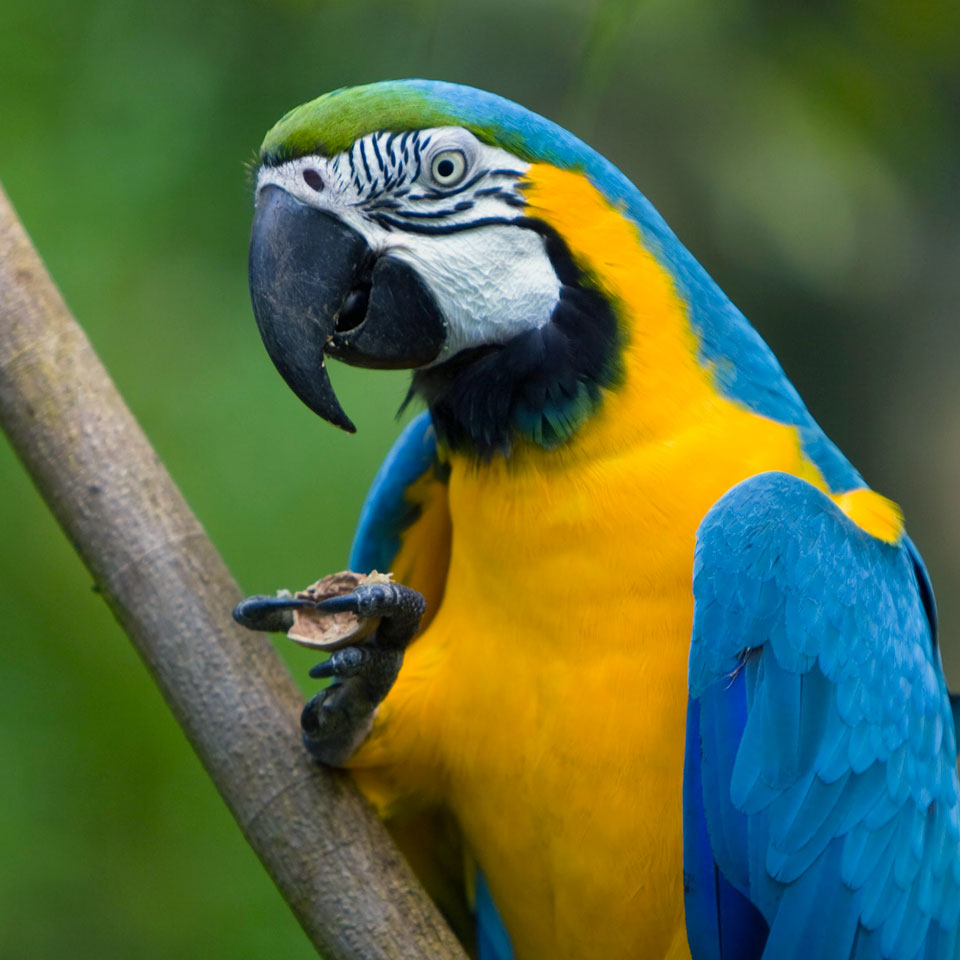 psittacara caeruleofrontata