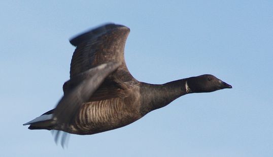  p>黑雁(学名: i>branta bernicla /i>)体长56-61厘米,翼展110-120