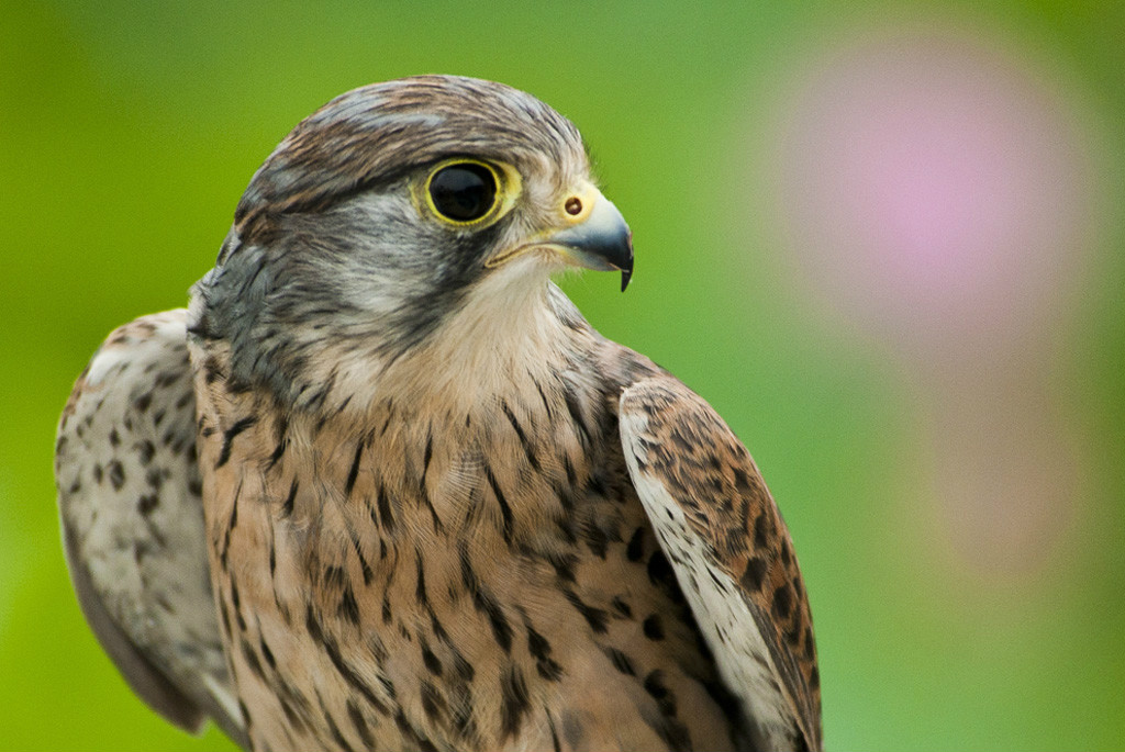  p>隼,国家重点保护鸟类.