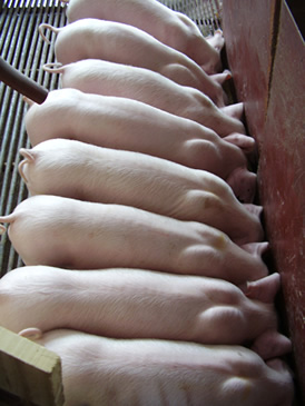 长白,英系长白,荷兰长白,法系长白,德系长白及丹麦长白猪合成的一种猪