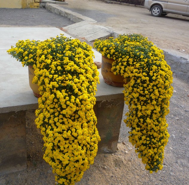 悬崖菊