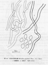 有柄,半肉质,菌盖密集覆瓦状,着生于多分枝的菌柄顶端,担孢子宽椭圆形